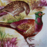Pheasant's Avatar