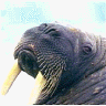 walrus's Avatar