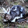 Wildhare's Avatar
