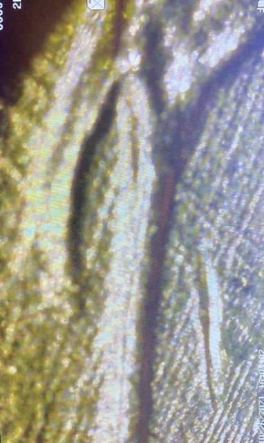 1957-D-Wheat-Penny-DDR-Error?