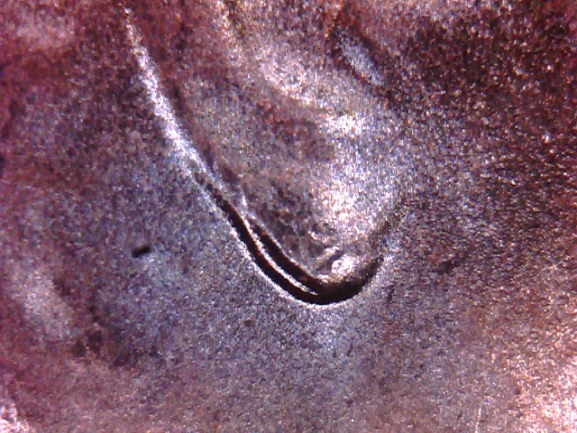 2018-P-Sc-Unusual-Looking-Ear