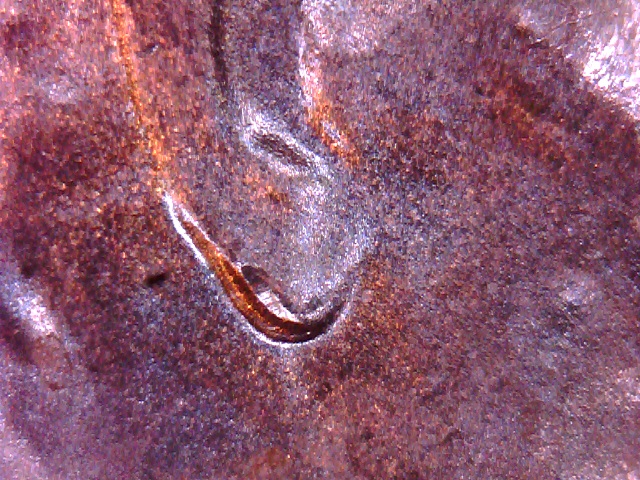 2018-P-Sc-Unusual-Looking-Ear