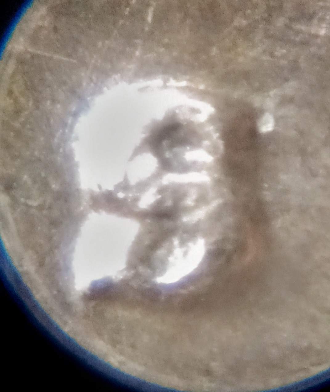Mint-Mark-Variations