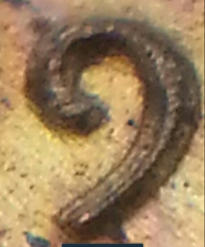 Is-This-1980-Cent-Some-Type-Of-DDO?