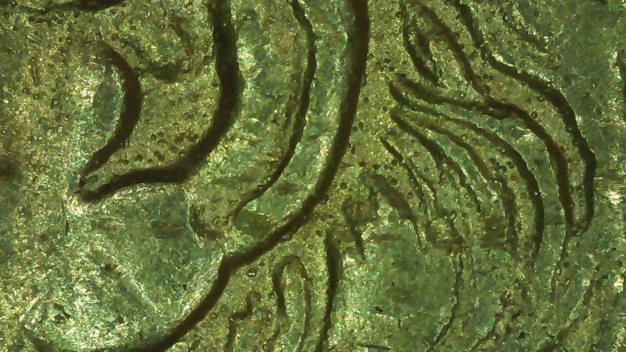 1884-P-VAM-1,-But-Is-It?-OBV-Rusted-Die?