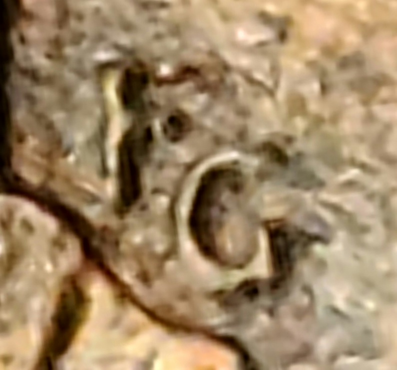 1988-Lincoln-Penny-With-Reverse-Of-1989