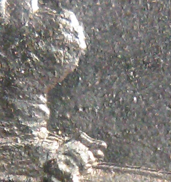 1987-D-LMC-DDO-Front-Of-Head?