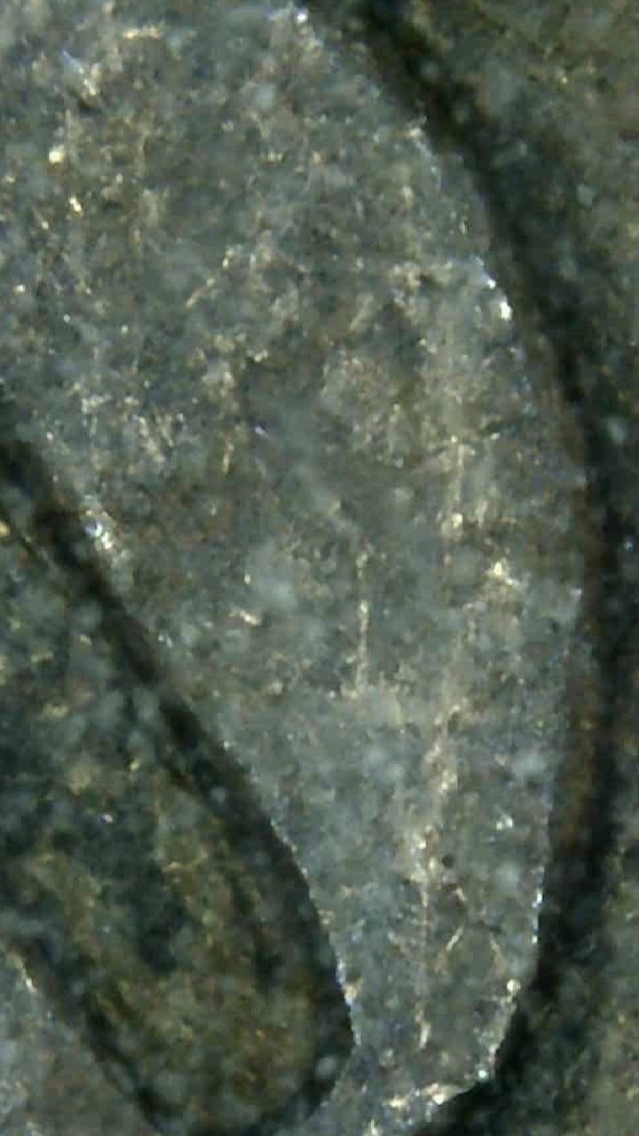 1889-Indian-Head-Penny-DDO-Opinions
