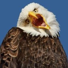 What's-Your-Favorite-Eagle?