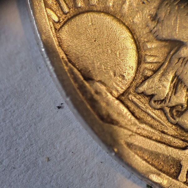 1936-Walking-Liberty-Half-Dollar-MD-Around-Sun