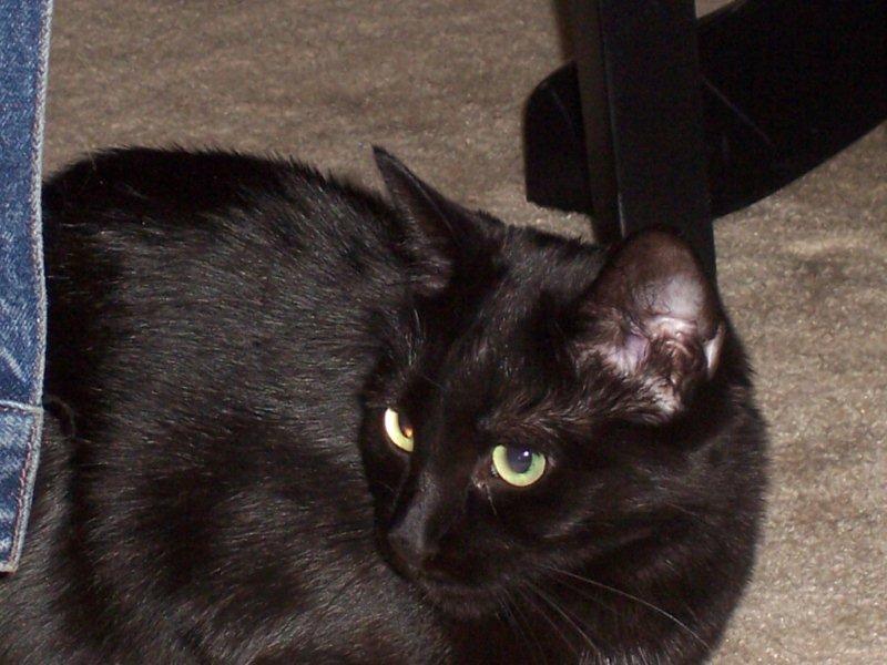 Cat-Likes-To-Roll-Hunt