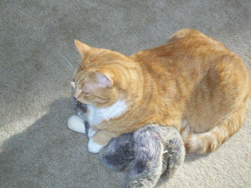 Cat-Likes-To-Roll-Hunt