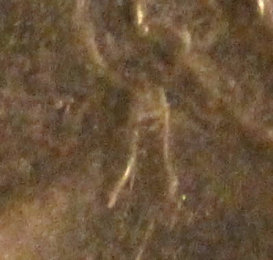 1923-Peace---Feather-Earring-Variety?