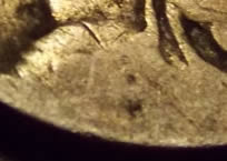 My-Latest-Buffalo-Nickel-Haul
