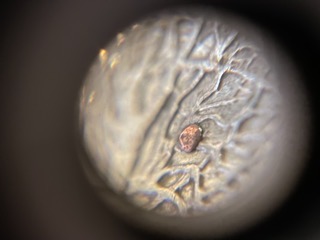 What-Is-This-Raised-Spot-Of-Copper-On-Tree?-1999-Connecticut-Quarter