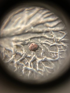 What-Is-This-Raised-Spot-Of-Copper-On-Tree?-1999-Connecticut-Quarter