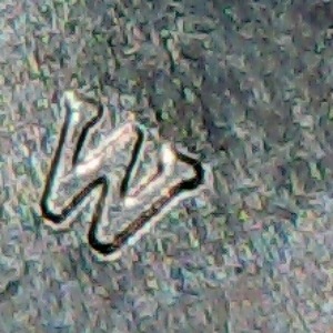 2020-W-Kansas-Quarter
