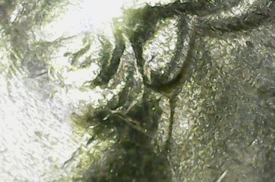 Interesting-Specimen,-Quarter,-Tripling?