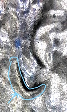 1983-D-LMC.-Is-This-DD-Ear-Lobe?-Helps-Please