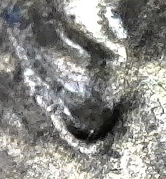 1983-D-LMC.-Is-This-DD-Ear-Lobe?-Helps-Please