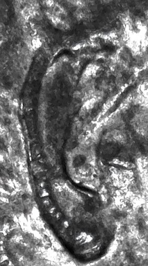 2004-D-LMC.-This-Ear-Lobe-Is-Normal-Design?