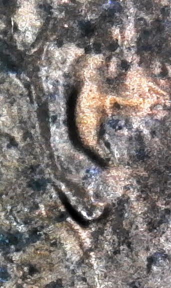 1985-D-LMC.-Is-This-Enought-To-Count-DD-Ear-Lobe-Or-Not?-Helps-Please
