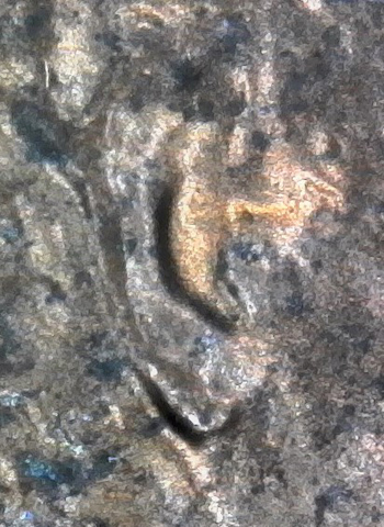 1985-D-LMC.-Is-This-Enought-To-Count-DD-Ear-Lobe-Or-Not?-Helps-Please