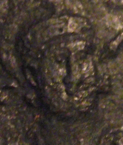 Guess-The-Emperor,-Caesar,-Or-Empress