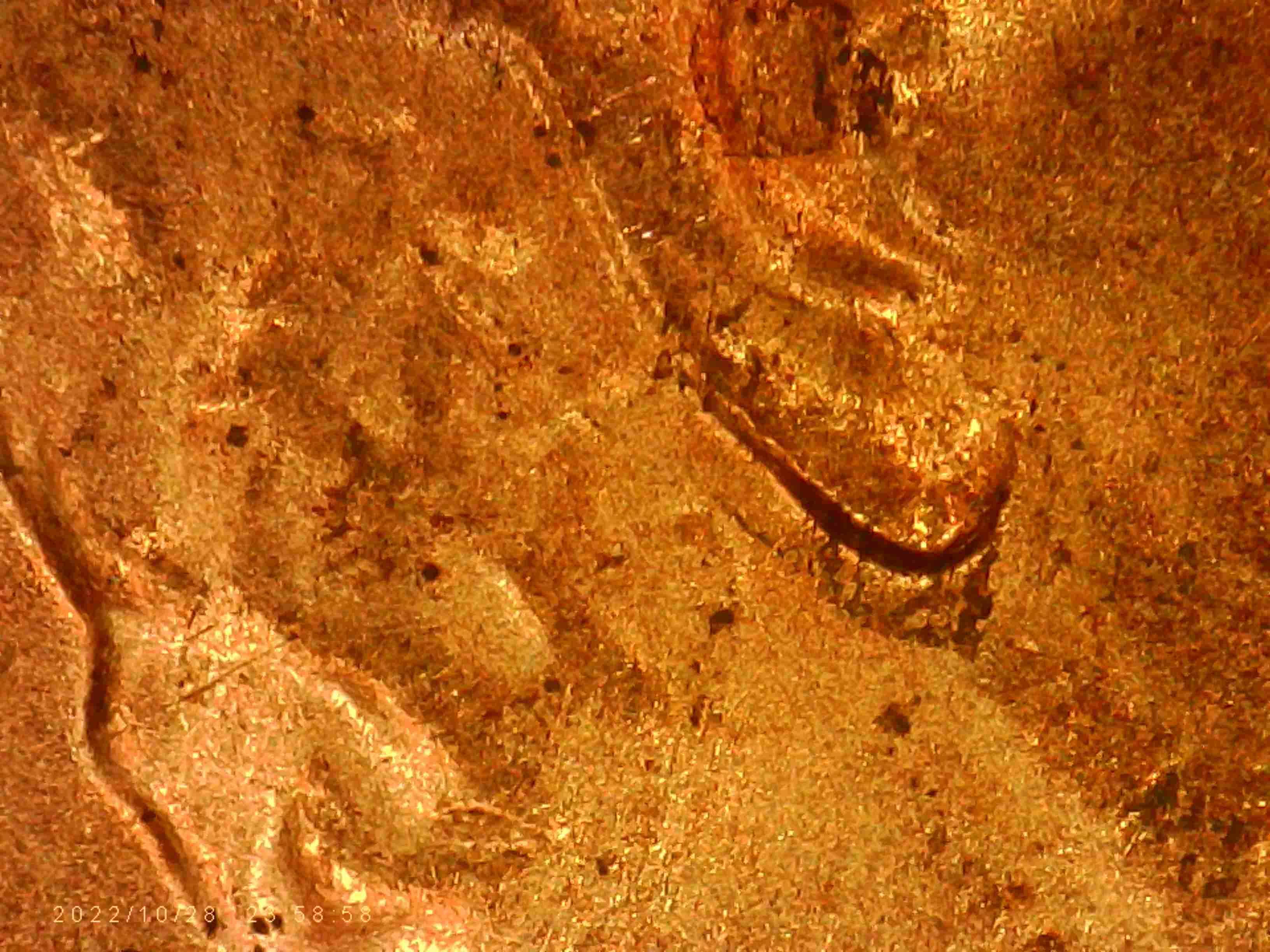 2020-LSC-Are-These--Considered--Double-Ear-Lobe?-Thanks-Bentpenny