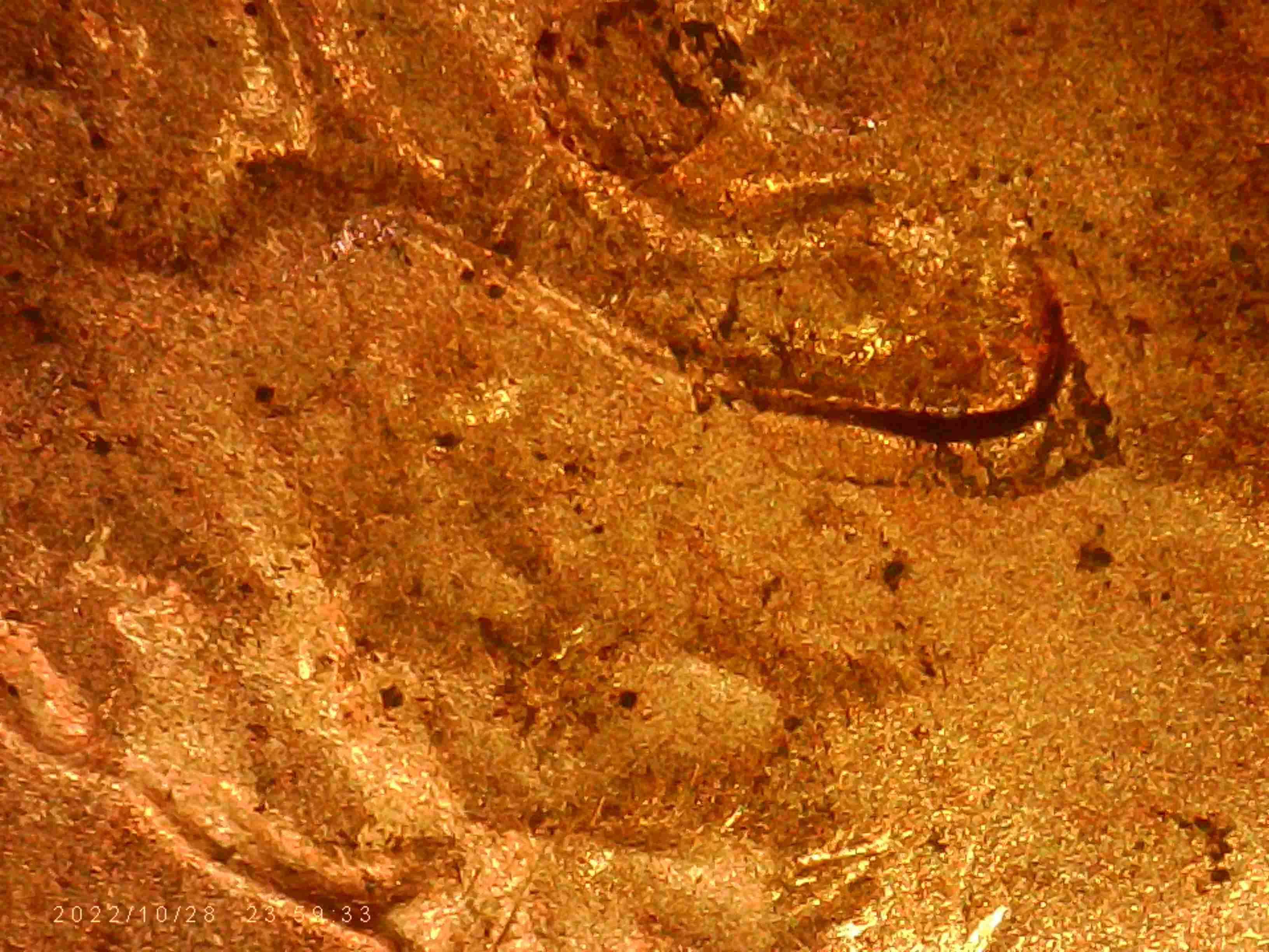 2020-LSC-Are-These--Considered--Double-Ear-Lobe?-Thanks-Bentpenny