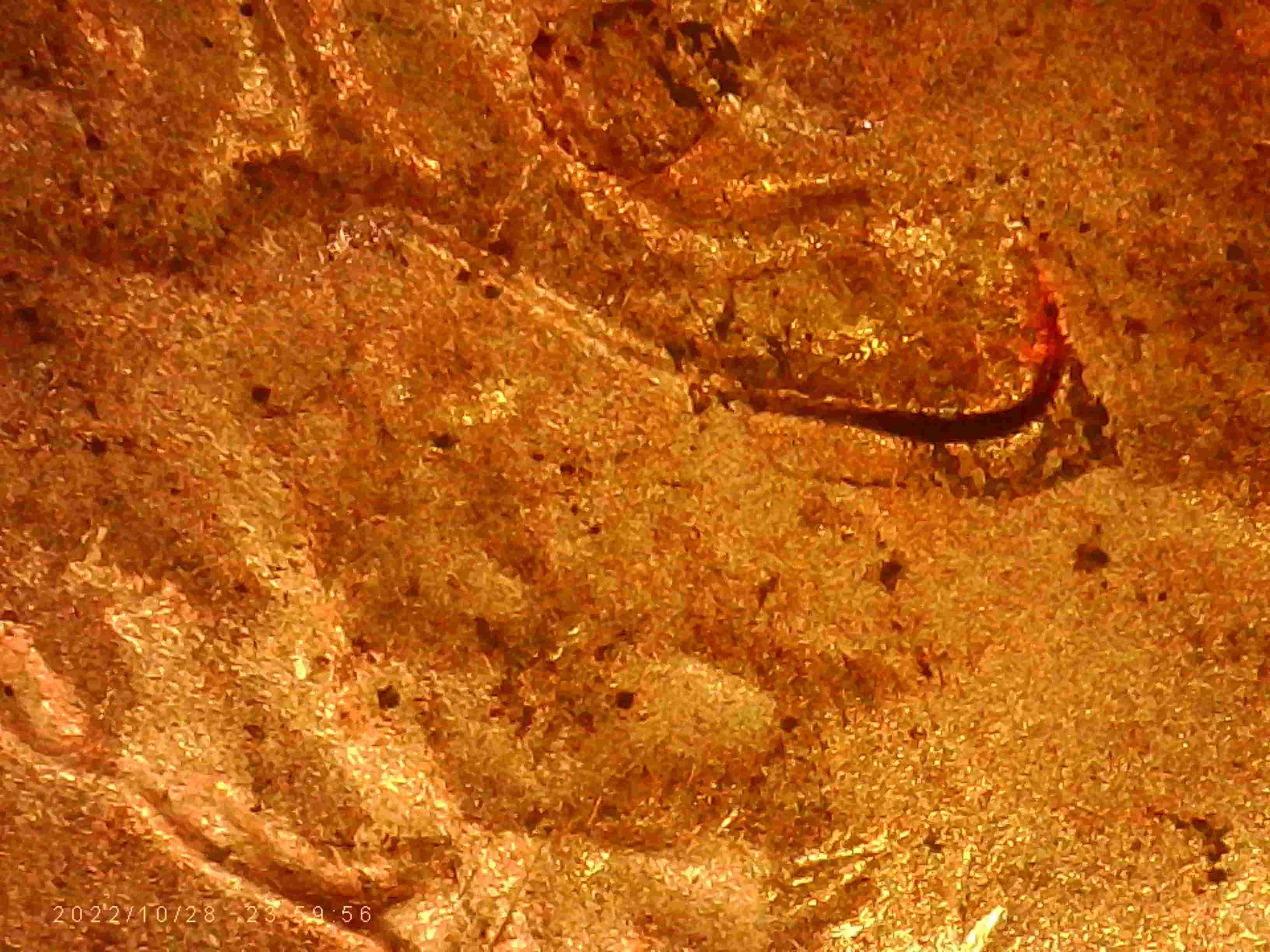 2020-LSC-Are-These--Considered--Double-Ear-Lobe?-Thanks-Bentpenny