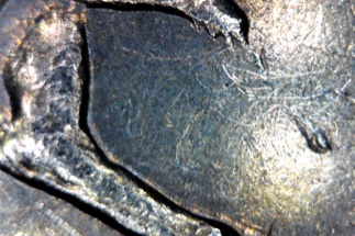2005-D-Buffalo-Nickel---Peeing-Buffalo?