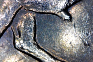2005-D-Buffalo-Nickel---Peeing-Buffalo?