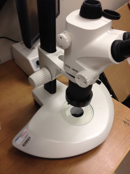 Stereo-Microscope-Photography
