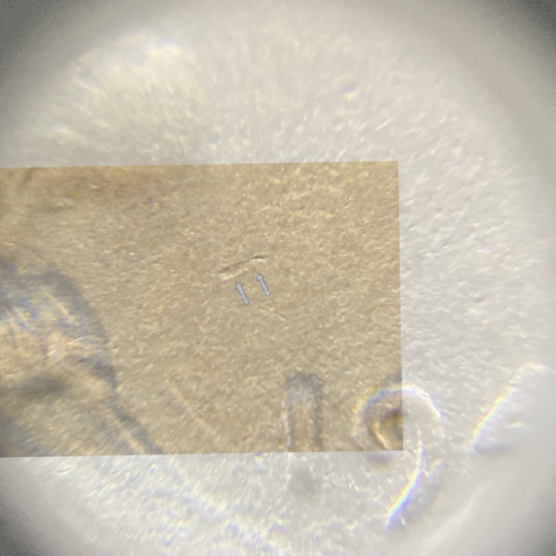 Need-Overlay-Help:-1944-S-LWC-WDDO-002?