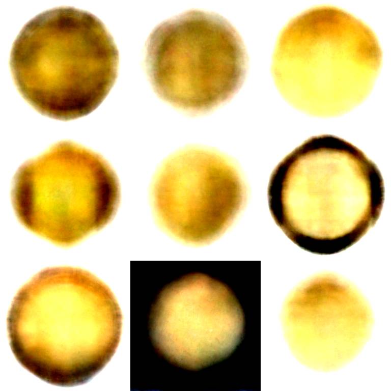 Taking-Requests:--AI-Generated-Pseudo-Ancient-Silver-Coins-From-Your-Text-Prompt