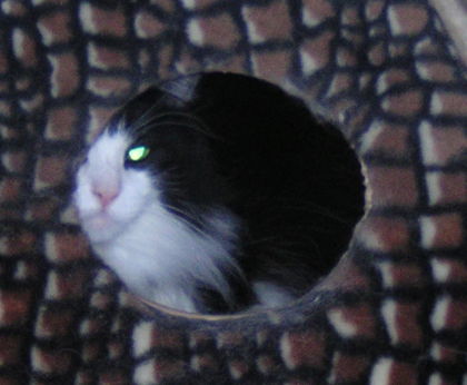 Am-I-The-Only-Guy-Here-With-A-Cat-That-Loves-Coins?