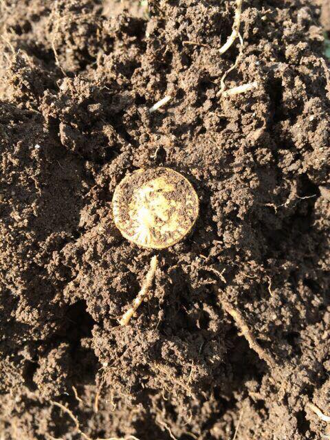 Needing-Help-With-A-Gold--Antoninus-Coin-Recently-Found-Near-Hadrians-Wall