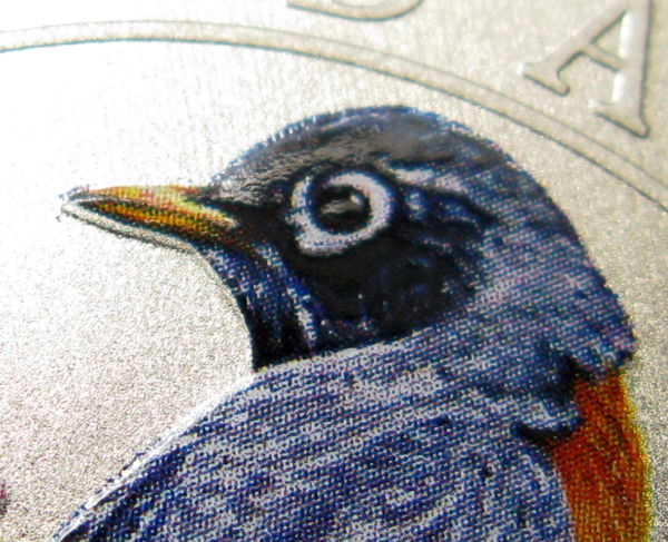 2013-American-Robin-Sapsucker-Error.