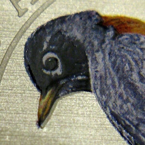 2013-American-Robin-Sapsucker-Error.