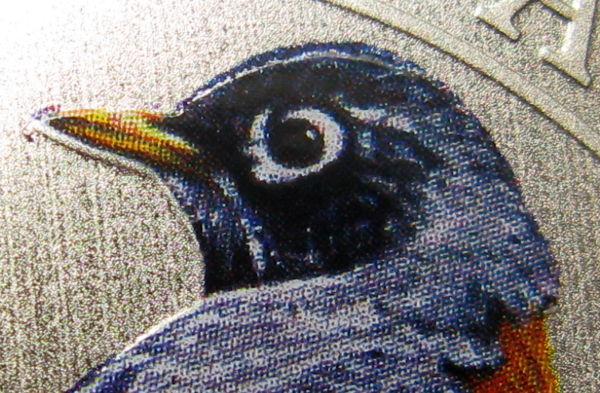 2013-American-Robin-Sapsucker-Error.