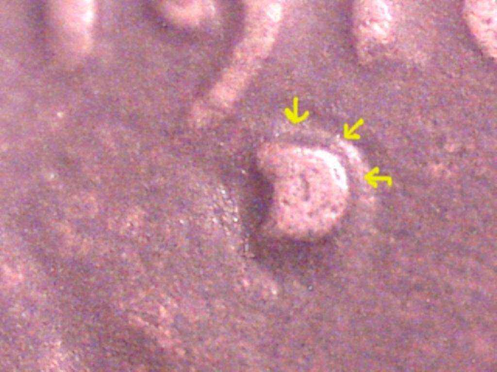 1916-D/D/D-Lincoln-Wheat-Cent,-Interesting-RPM-Variety