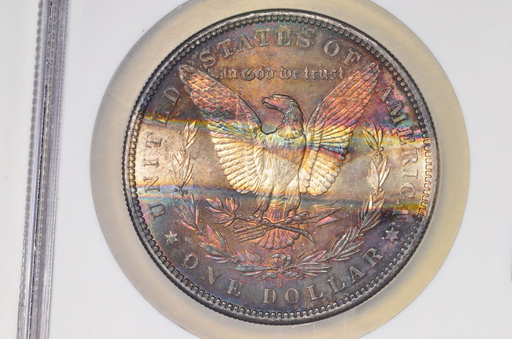 ♡♡♡-Just-Some-Toned-Morgans-♡♡♡