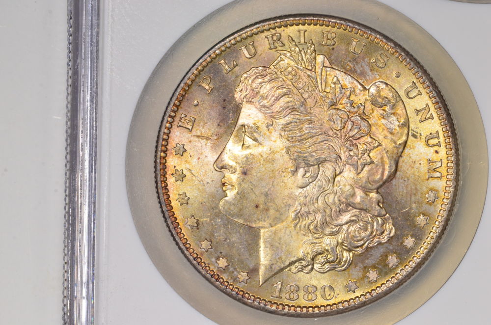 ♡♡♡-Just-Some-Toned-Morgans-♡♡♡