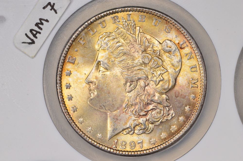 ♡♡♡-Just-Some-Toned-Morgans-♡♡♡