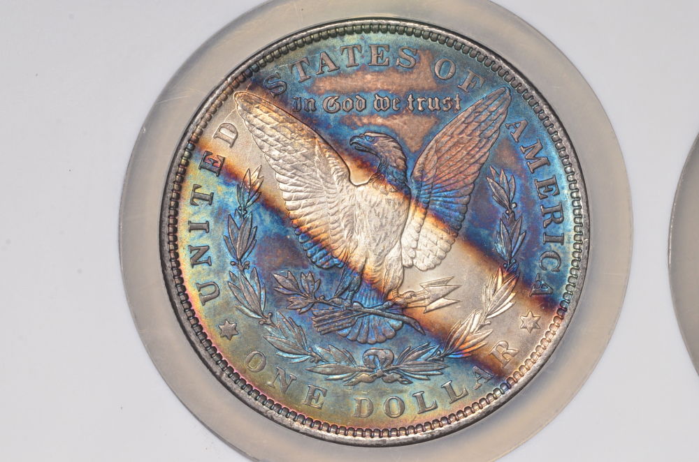♡♡♡-Just-Some-Toned-Morgans-♡♡♡