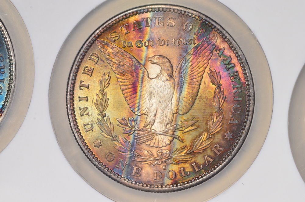 ♡♡♡-Just-Some-Toned-Morgans-♡♡♡