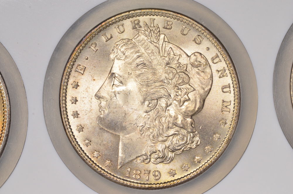 ♡♡♡-Just-Some-Toned-Morgans-♡♡♡