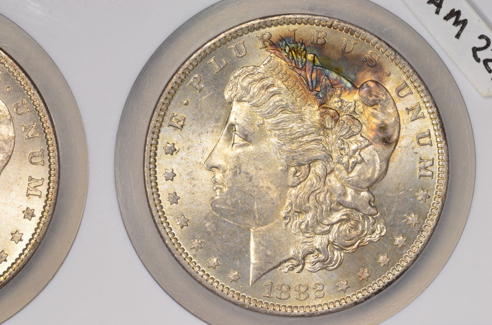 ♡♡♡-Just-Some-Toned-Morgans-♡♡♡