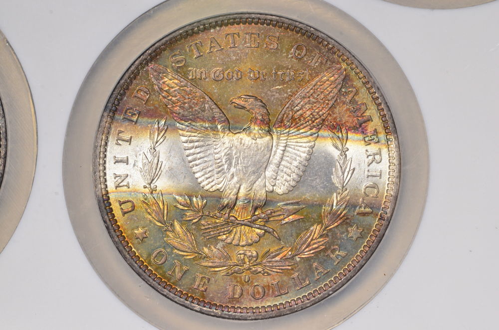 ♡♡♡-Just-Some-Toned-Morgans-♡♡♡